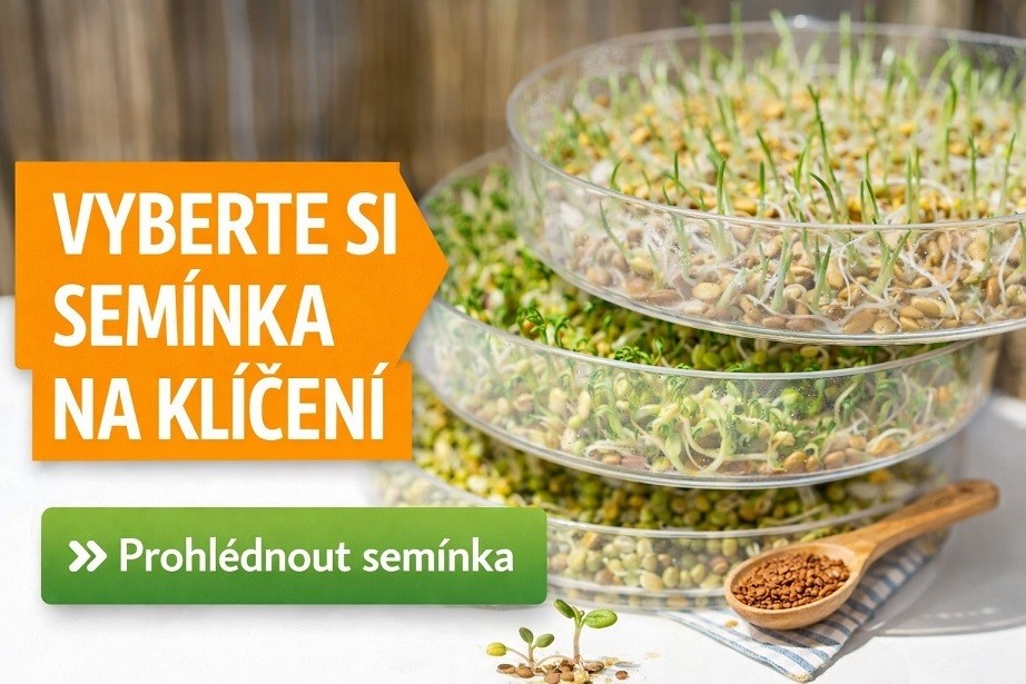 Prohlédnout semínka na klíčení